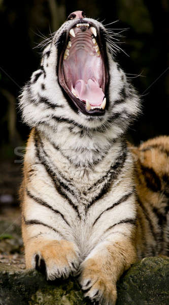 tiger Stock photo © art9858