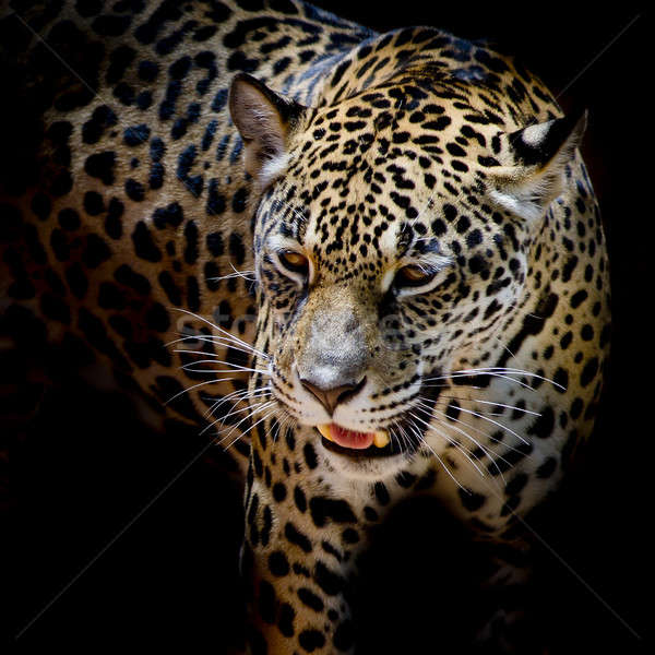 Jaguar портрет глаза природы фон тигр Сток-фото © art9858