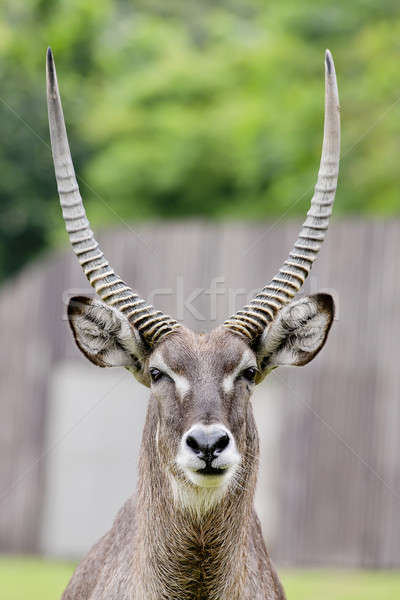 Close up portrait of an impala ram Stock photo © art9858