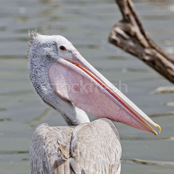 closeup Spotted-billed Pelecan Bird Stock photo © art9858