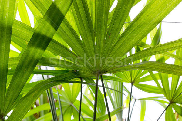 Green leave, leaft background texture Stock photo © art9858