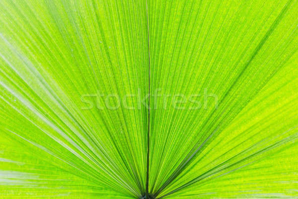 Extreme close-up of fresh green leaf as background Stock photo © art9858