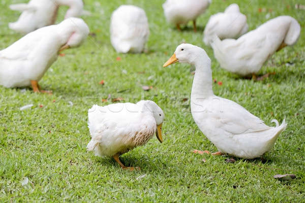 A flock of ducks and geese in a park Stock photo © art9858