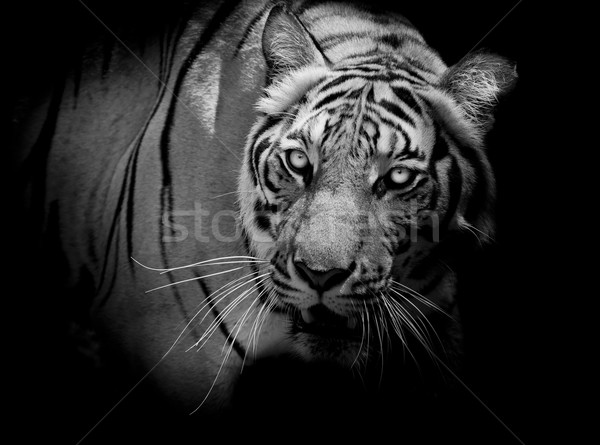 Schwarz weiß Tiger schauen Beute bereit Stock foto © art9858