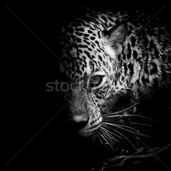 Jaguar retrato olho natureza fundo tigre Foto stock © art9858