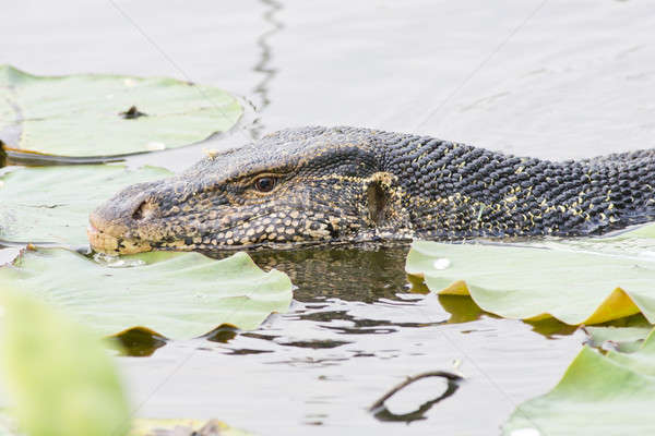 Stockfoto: Groot · monitor · hagedis · kanaal · water · gras