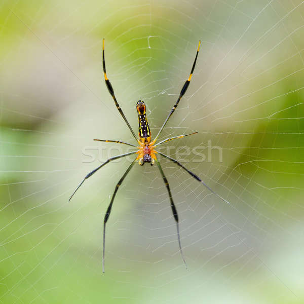 Spider on the web. Stock photo © art9858