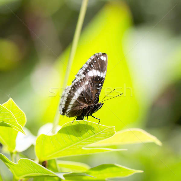 Black and White Butterfly Stock photo © art9858