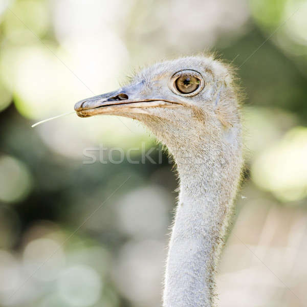 Avestruz cabeça cara natureza azul Foto stock © art9858