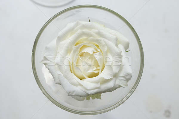 Sticlă una mare alb trandafir floare Imagine de stoc © art9858