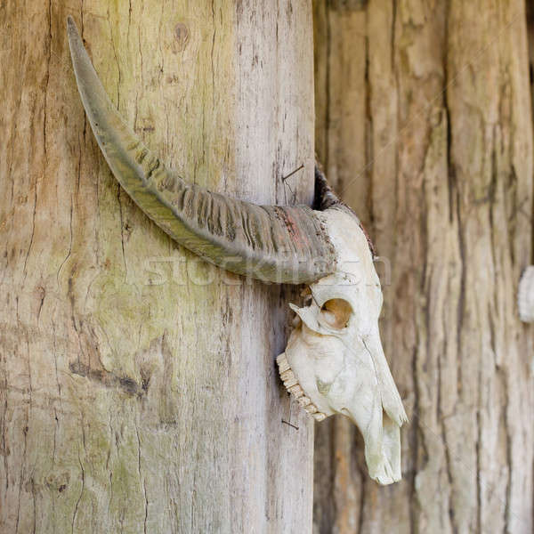 Kafa kafatası boğa dizayn inek bilim Stok fotoğraf © art9858