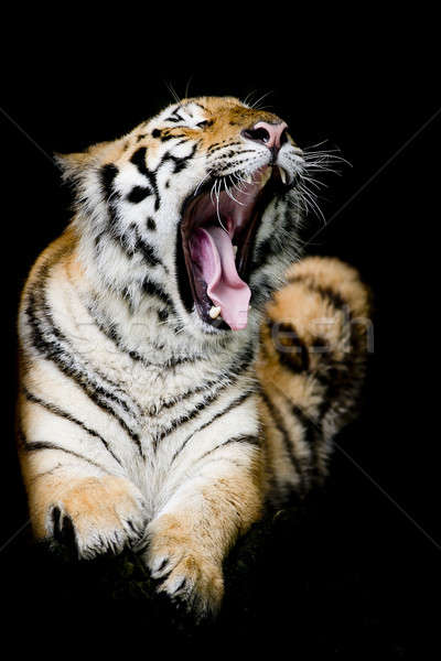 Stock fotó: Szumátrai · tigris · természet · macska · háttér · portré · fekete