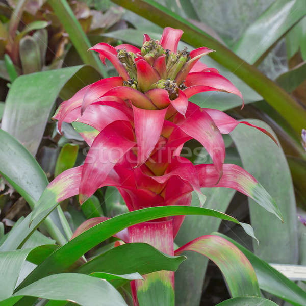 Red Bromeliads Stock photo © art9858