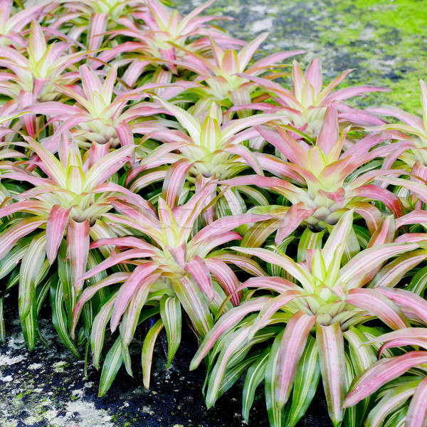 Pink Bromeliads Stock photo © art9858