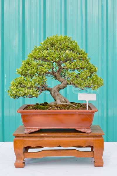 Bonsai pino verde muro albero natura Foto d'archivio © art9858