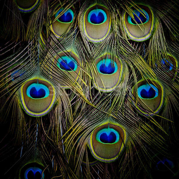 Peacock green and blue plumage in close up. Stock photo © art9858
