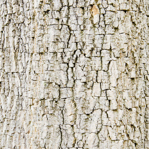 Old Wood. Seamless Tileable Texture. Stock photo © art9858