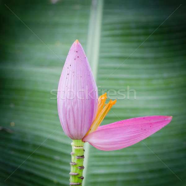 Asian Pink Lotus Flowers Stock photo © art9858