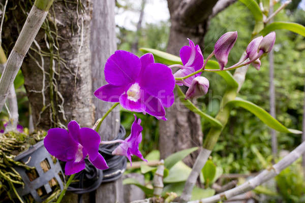 Stock photo: Purple orchid
