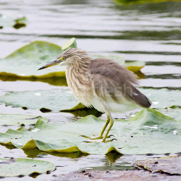 Chinese Pond Heron Stock photo © art9858