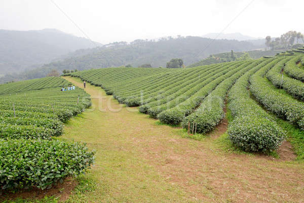 Zöld tea ültetvény tájkép üzlet természet egészség Stock fotó © art9858