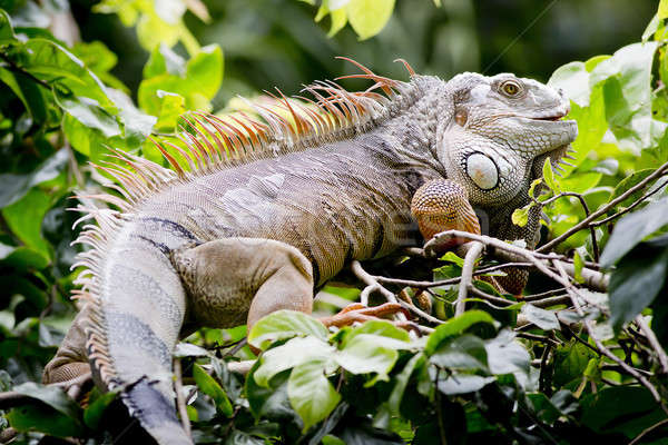 Сток-фото: большой · игуана · природы · тело · тропические · пути