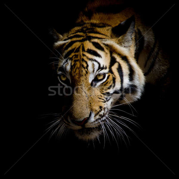 [[stock_photo]]: Visage · tigre · isolé · noir · yeux