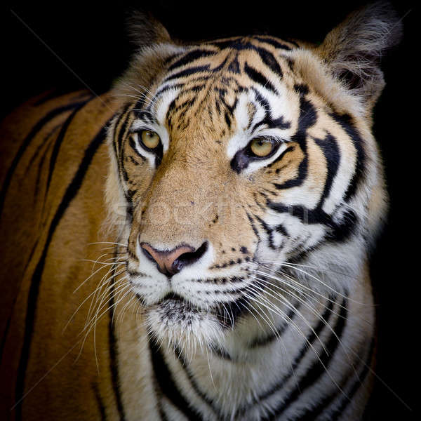 close up face tiger isolated on black background Stock photo © art9858