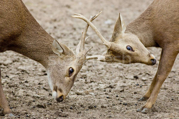 Young Red Deer males rutting Stock photo © art9858