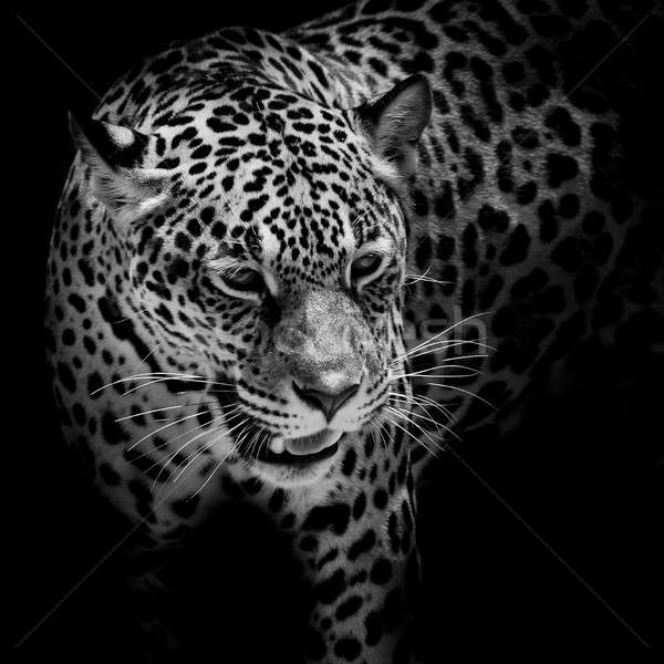 Jaguar ritratto occhi natura sfondo tigre Foto d'archivio © art9858