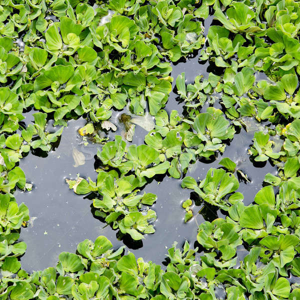 Duckweed covered on the water surface Stock photo © art9858