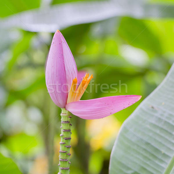 Asian Pink Lotus Flowers Stock photo © art9858