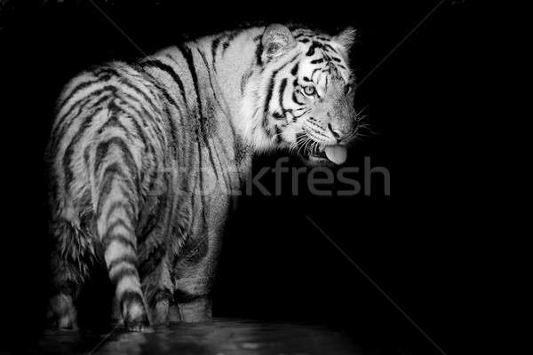 Blanche tigre chat faune mammifère rayé Photo stock © art9858
