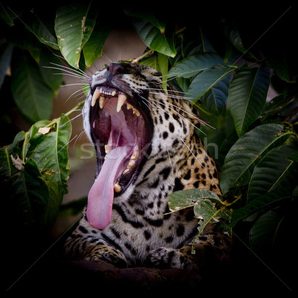 Leopard portrait sticking out tongue in wild Stock photo © art9858