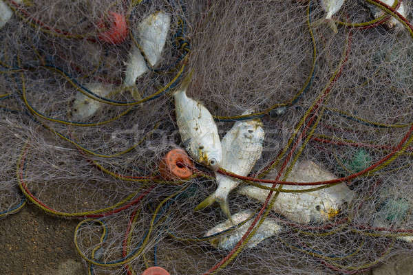 A lot of Fish in fish net. Just caught a lot of fish in a boat. Stock photo © art9858