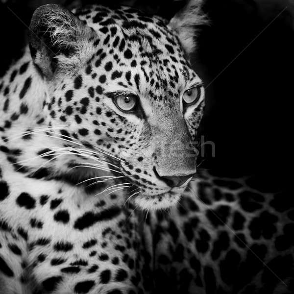 Leopard ritratto faccia cat parco animale Foto d'archivio © art9858