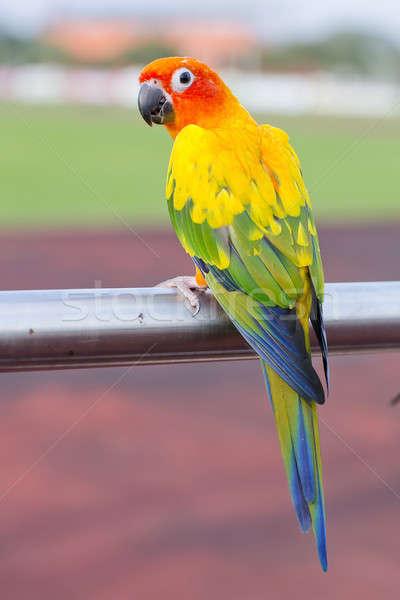 Stock photo: Blue-and-Yellow Macaw (Ara ararauna), also known as the Blue-and