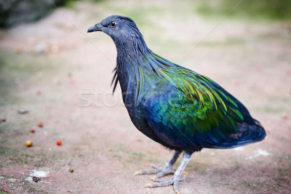 голубь голубя парка мира тропические животного Сток-фото © art9858