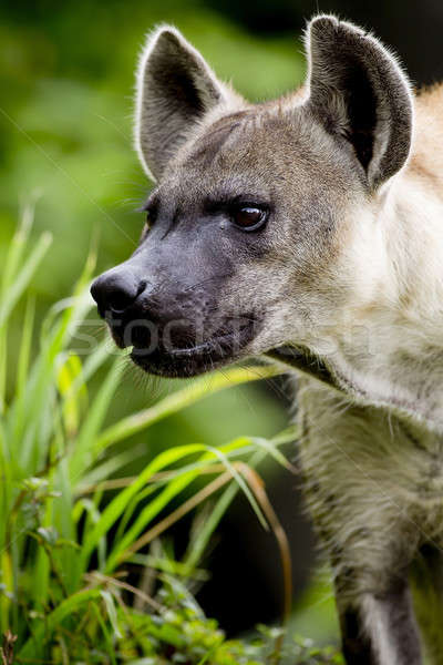 Close up of A Hyena Stock photo © art9858