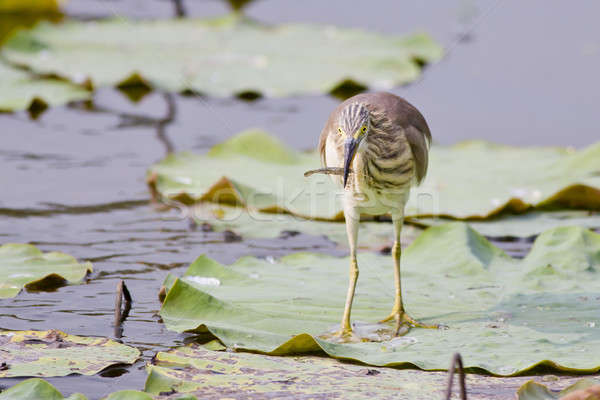 Chinese Pond Heron Stock photo © art9858