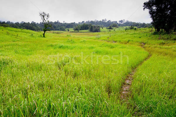 sparse forest Stock photo © art9858