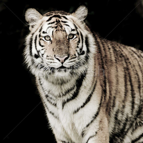 Tigre cara beleza verde cabeça animal Foto stock © art9858