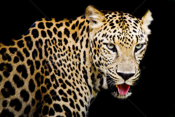 Close up portrait of leopard with intense eyes Stock photo © art9858