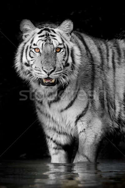 Tiger Gesicht Schönheit grünen Kopf Tier Stock foto © art9858