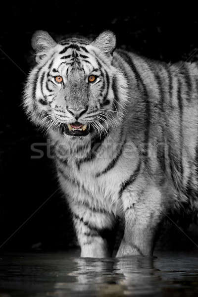 Tigre cara beleza verde cabeça animal Foto stock © art9858