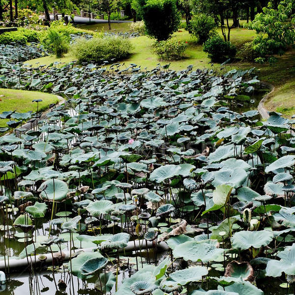 Foto stock: água · lírio · paisagem · folha · jardim · verde