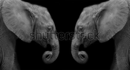 Baby elefante faccia mucca nero giovani Foto d'archivio © art9858