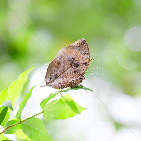 Hint yaprak kelebek tam olarak gibi kurutulmuş Stok fotoğraf © art9858
