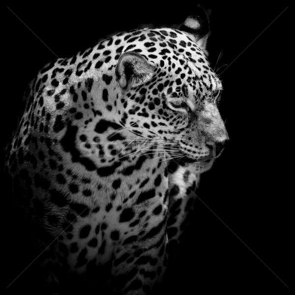 close up Jaguar Portrait Stock photo © art9858