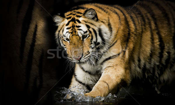 Bengal tiger Stock photo © art9858